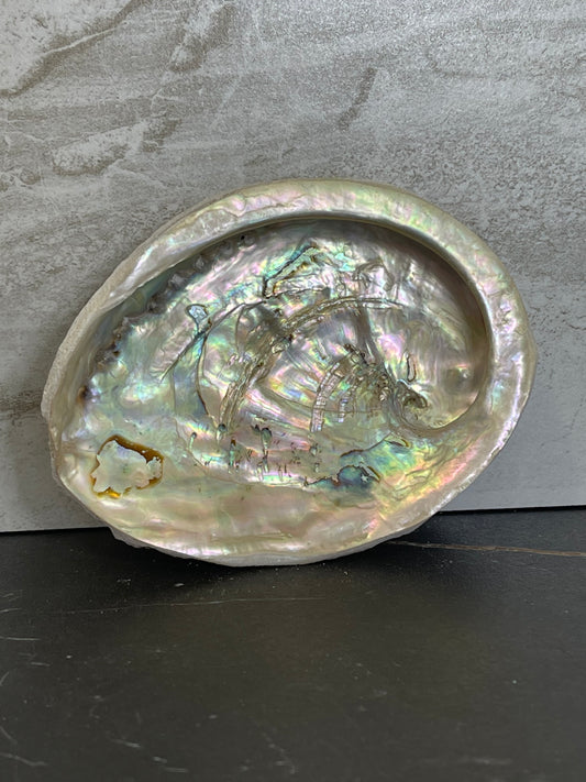 Abalone Shell for Smudging